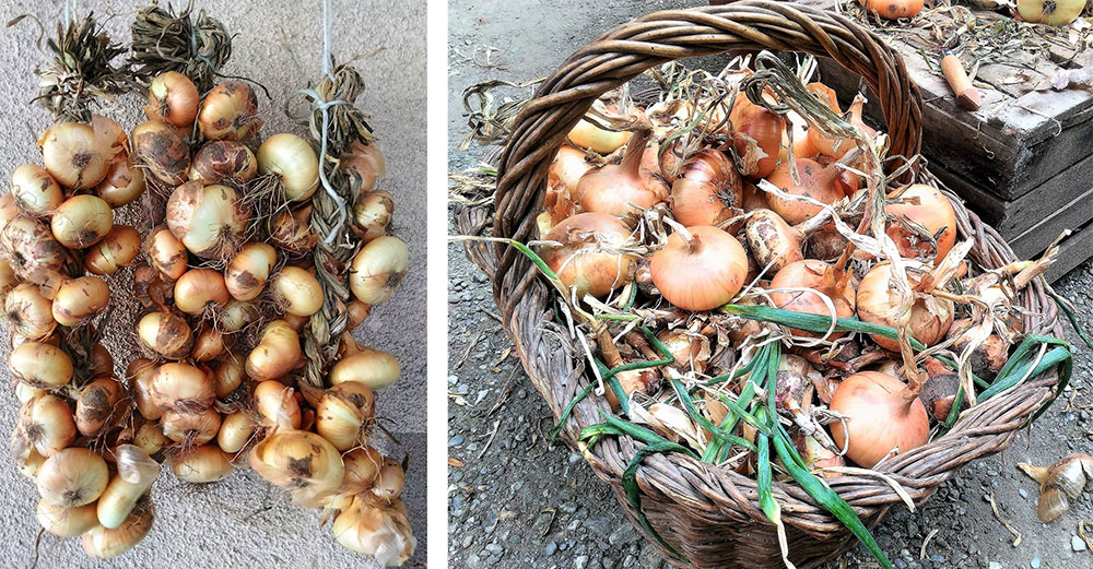 Cipolle piatte di Drubiaglio in cesto e in trecce